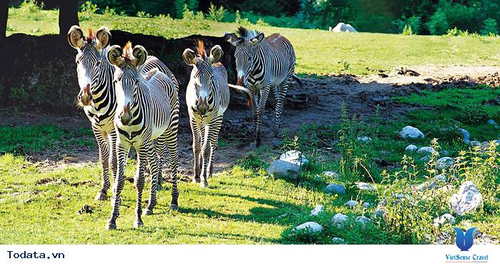 Hòa mình vào thiên nhiên hoàng dã ở Singapore Zoo Hình ảnh 2