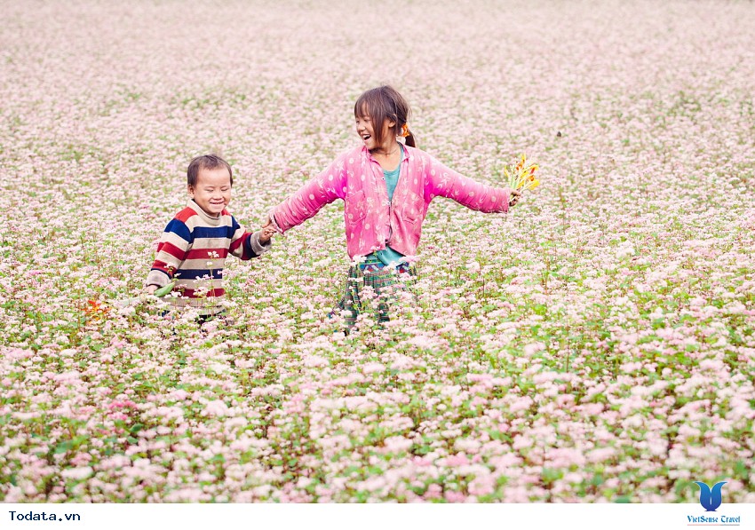 Hoa Tam Giác Mạch Hà Giang Hình ảnh 1 Hoa Tam Giác Mạch Hà Giang Hình ảnh 1