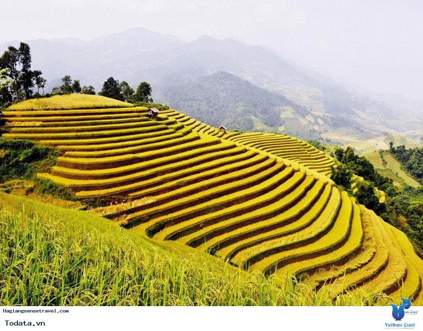 Hoàng Su Phì Mùa Lúa Chín Hình ảnh 3