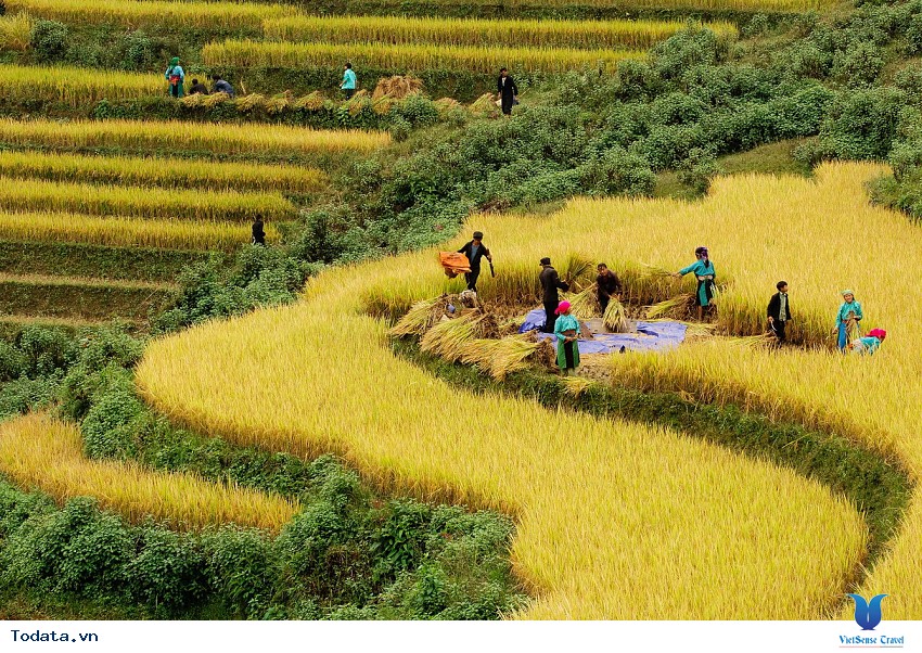 Hoàng Su Phì Mùa Lúa Chín Hình ảnh 4