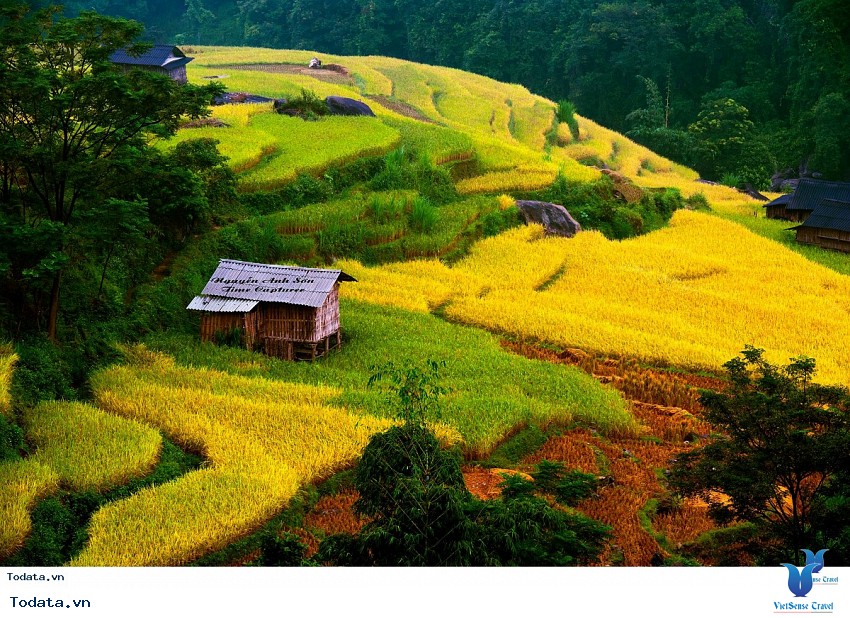 Hoàng Su Phì Mùa Lúa Chín Hình ảnh 2
