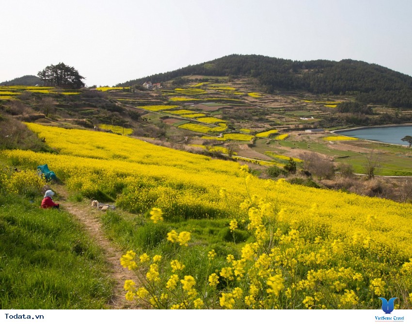 Hòn Đảo Tươi Đẹp Cheongsando Hình ảnh 1