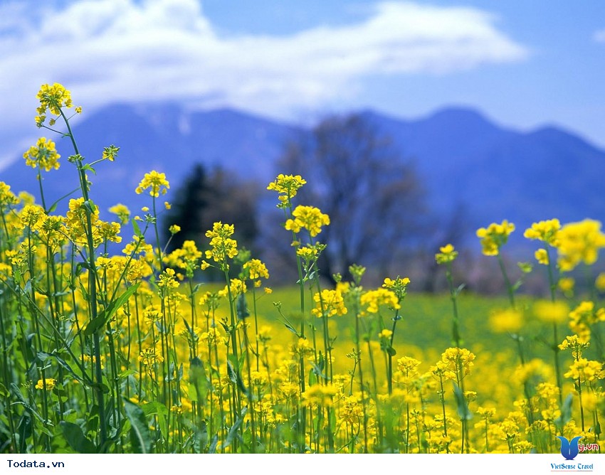 Hòn Đảo Tươi Đẹp Cheongsando Hình ảnh 4