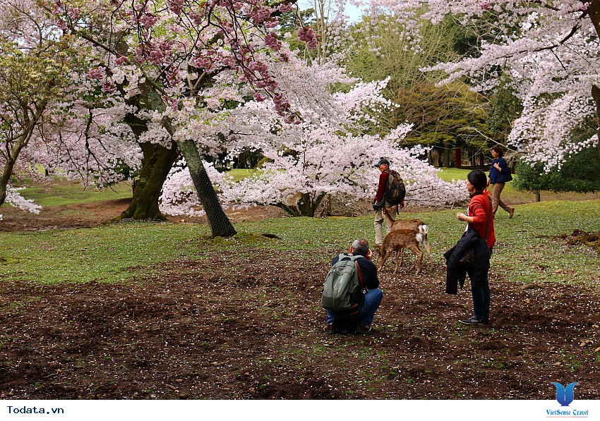 Khám Phá Công Viên Nara Cổ Kính Hình ảnh 4