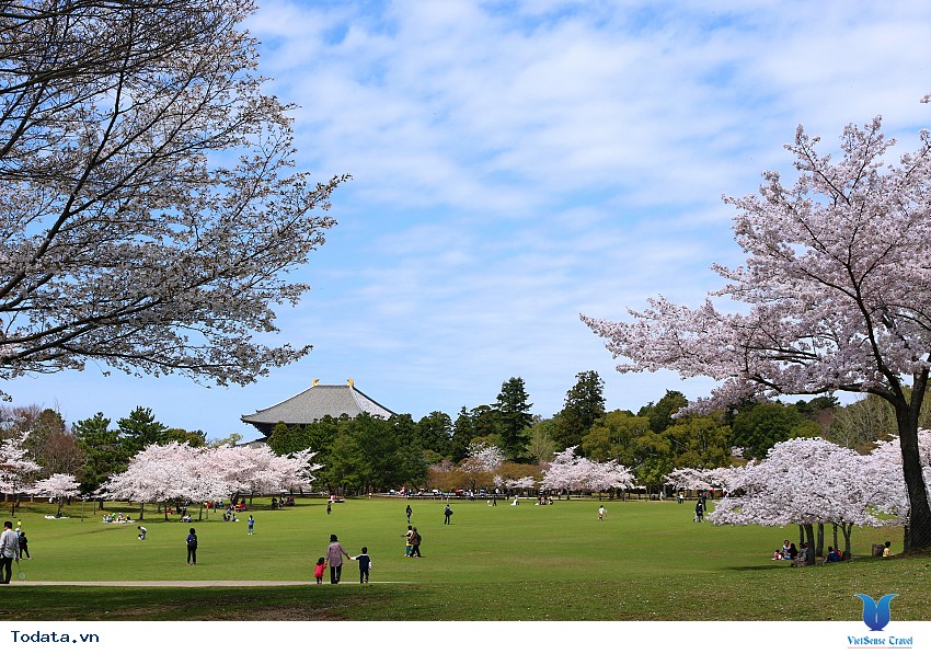 Khám Phá Công Viên Nara Cổ Kính Hình ảnh 5