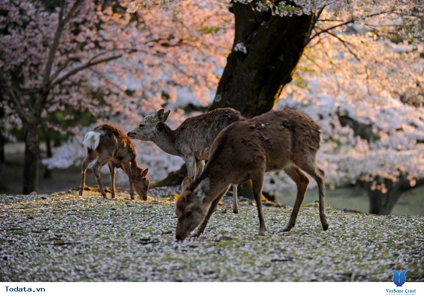 Khám Phá Công Viên Nara Cổ Kính Hình ảnh 1