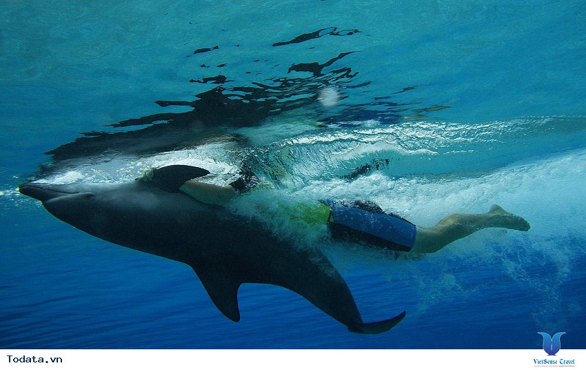 Khám Phá công Viên Nước Giải Trí Nổi Tiếng Dubai Aquaventure Park Hình ảnh 3