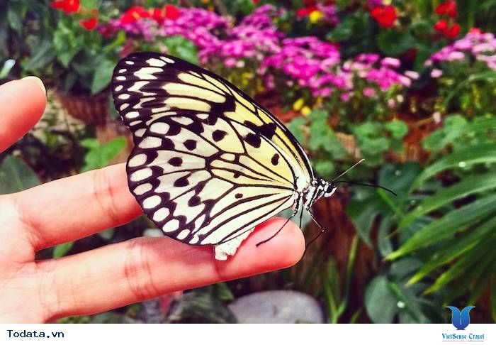 Khám phá khu Vườn Bướm đầy màu sắc Hình ảnh 3 Khám phá khu Vườn Bướm đầy màu sắc Hình ảnh 3