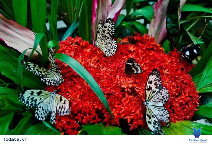 Khám phá khu Vườn Bướm đầy màu sắc Hình ảnh 1 Khám phá khu Vườn Bướm đầy màu sắc Hình ảnh 1