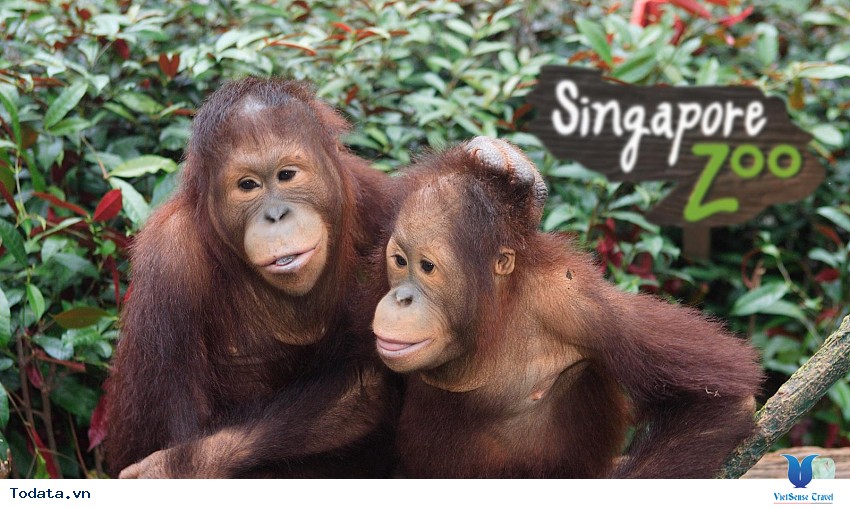 Khám phá thế giới động vật trong Singapore Zoo Hình ảnh 3