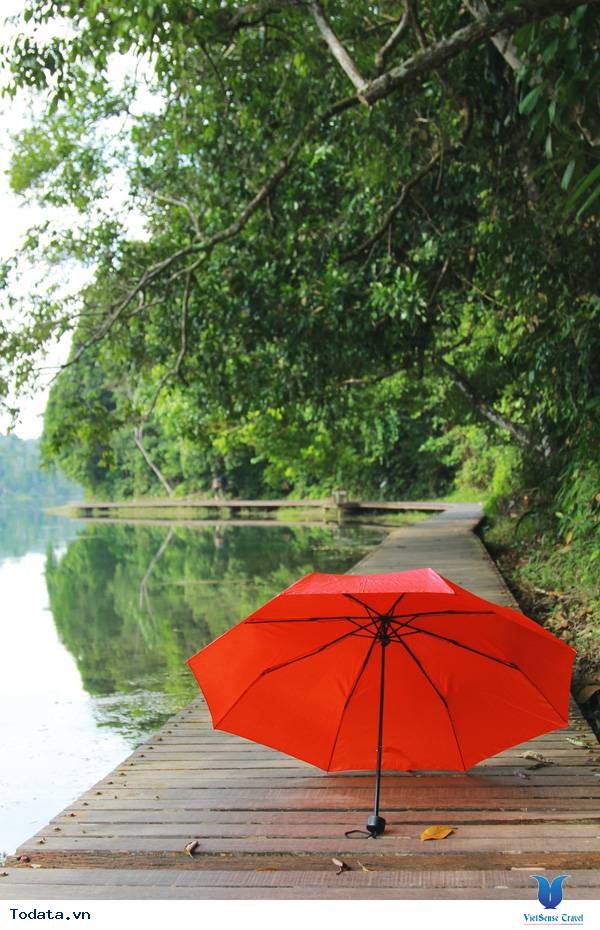 Không khí trong lành MacRitchie Nature Trail & Reservoir Park Hình ảnh 2 Không khí trong lành MacRitchie Nature Trail & Reservoir Park Hình ảnh 2