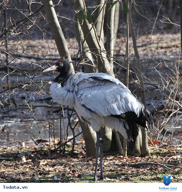 Khu Bảo Tồn Động Vật Hoang Dã Ras Al Khor Hình ảnh 3