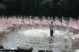 Khu Bảo Tồn Hoang Dã Rộng Lớn Ras Al Khor Hình ảnh 3