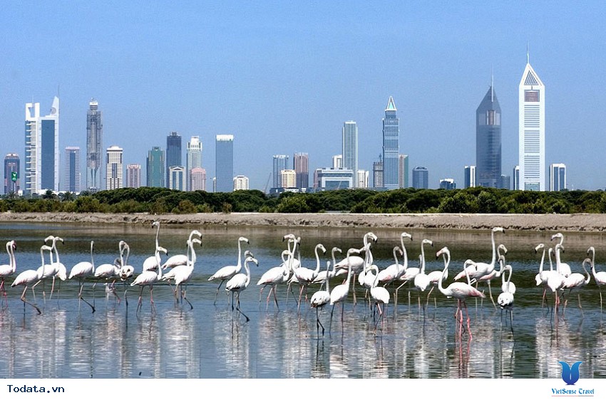 Khu Bảo Tồn Hoang Dã Rộng Lớn Ras Al Khor Hình ảnh 2