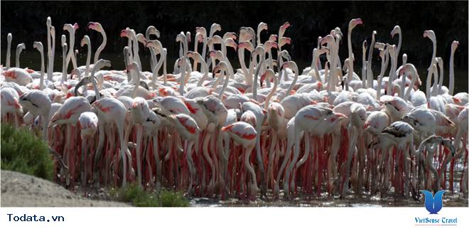 Khu Bảo Tồn Hoang Dã Rộng Lớn Ras Al Khor Hình ảnh 4