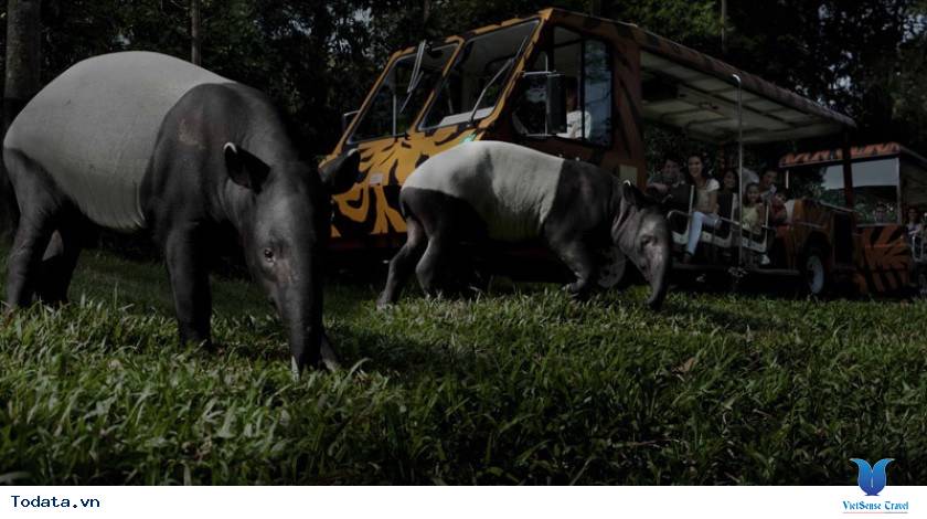 Khu sinh thái đa dạng trong River Safari Hình ảnh 2