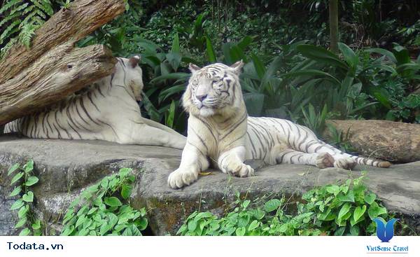 Khu sinh thái đa dạng trong River Safari Hình ảnh 3