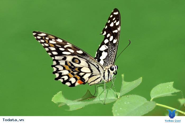 Khu vườn nhiệt đới Butterfly park and Insect kingdom Hình ảnh 1 Khu vườn nhiệt đới Butterfly park and Insect kingdom Hình ảnh 1