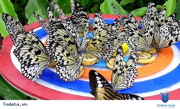 Khu vườn nhiệt đới Butterfly park and Insect kingdom Hình ảnh 2 Khu vườn nhiệt đới Butterfly park and Insect kingdom Hình ảnh 2