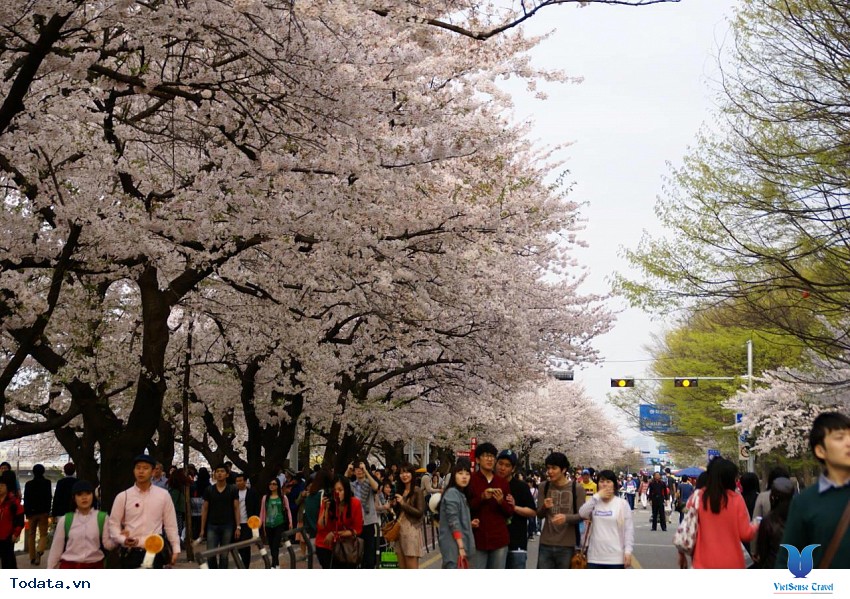 Lặng Ngắm Hoa Anh Đào Ở Yeouido Hình ảnh 4