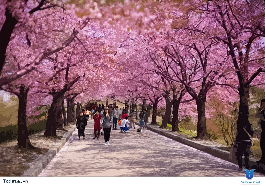 Lặng Ngắm Hoa Anh Đào Ở Yeouido Hình ảnh 2