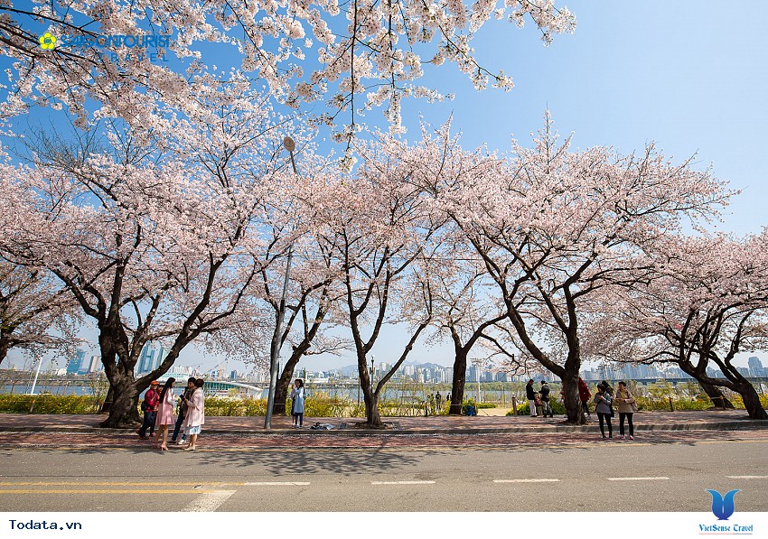 Lặng Ngắm Hoa Anh Đào Ở Yeouido Hình ảnh 5