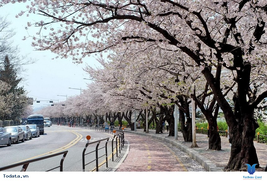 Lặng Ngắm Hoa Anh Đào Ở Yeouido Hình ảnh 1