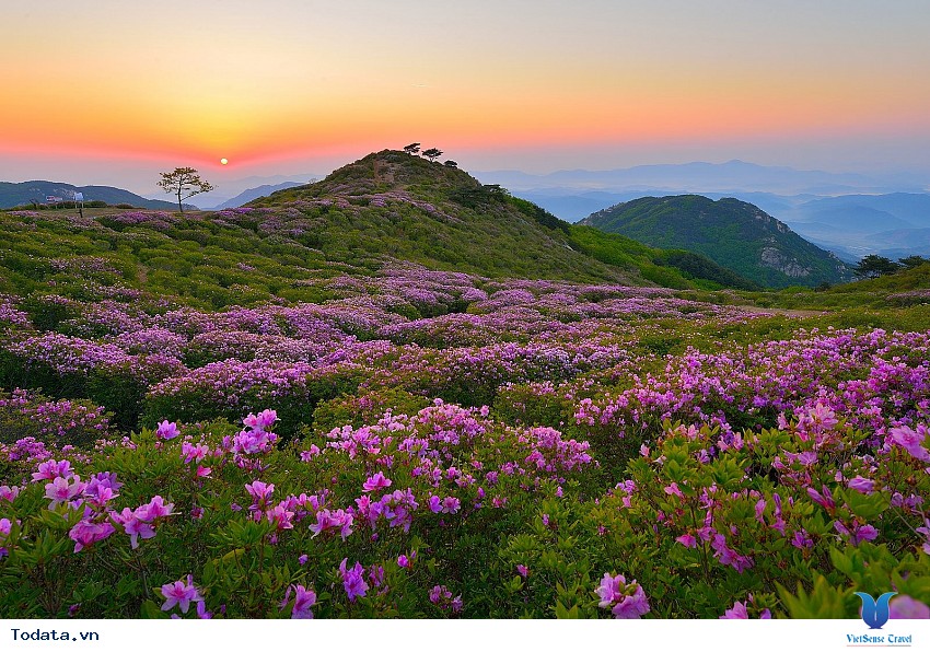 Lễ Hội Hoa Đỗ Quyên Tại Công Viên Hwangmaesan Hình ảnh 6