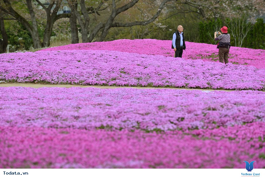 Lễ Hội Hoa Đỗ Quyên Tại Công Viên Hwangmaesan Hình ảnh 5