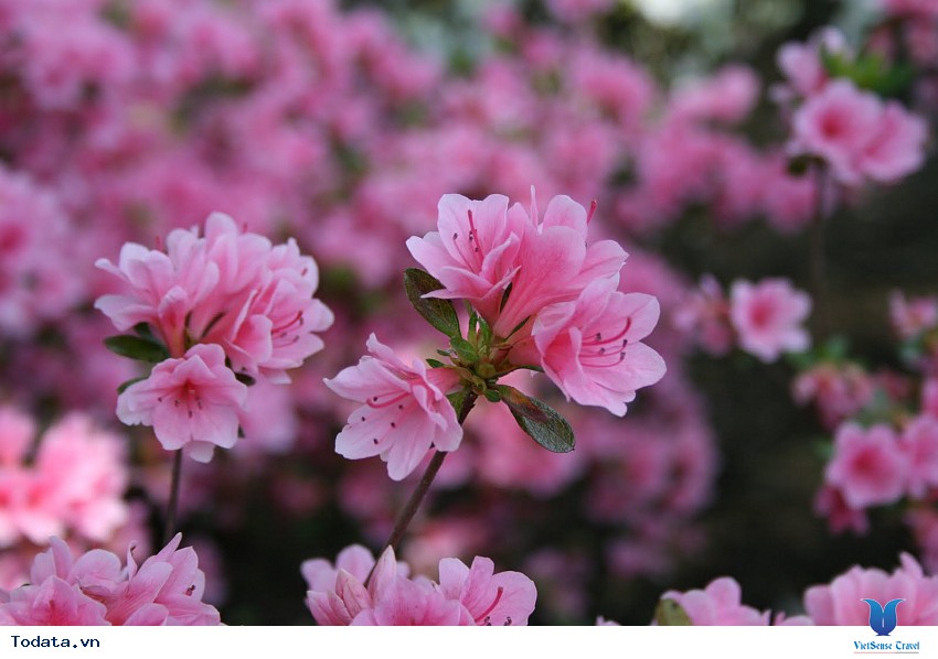 Lễ Hội Hoa Đỗ Quyên Tại Công Viên Hwangmaesan Hình ảnh 2