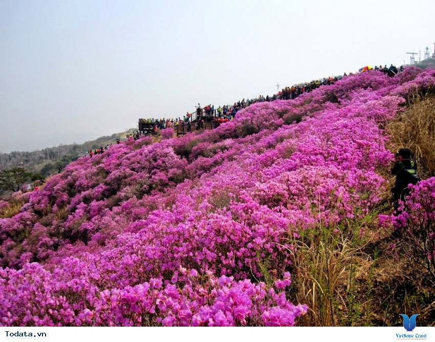 Lễ Hội Hoa Đỗ Quyên Tại Công Viên Hwangmaesan Hình ảnh 1