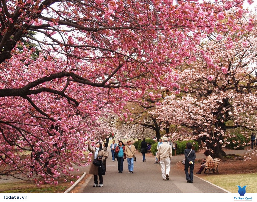 Lễ Hội Hoa Đỗ Quyên Tại Công Viên Hwangmaesan Hình ảnh 4