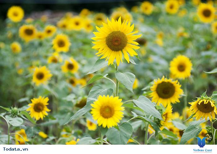 Lễ hội hoa hướng dương ở thành phố Taebaek Hình ảnh 2