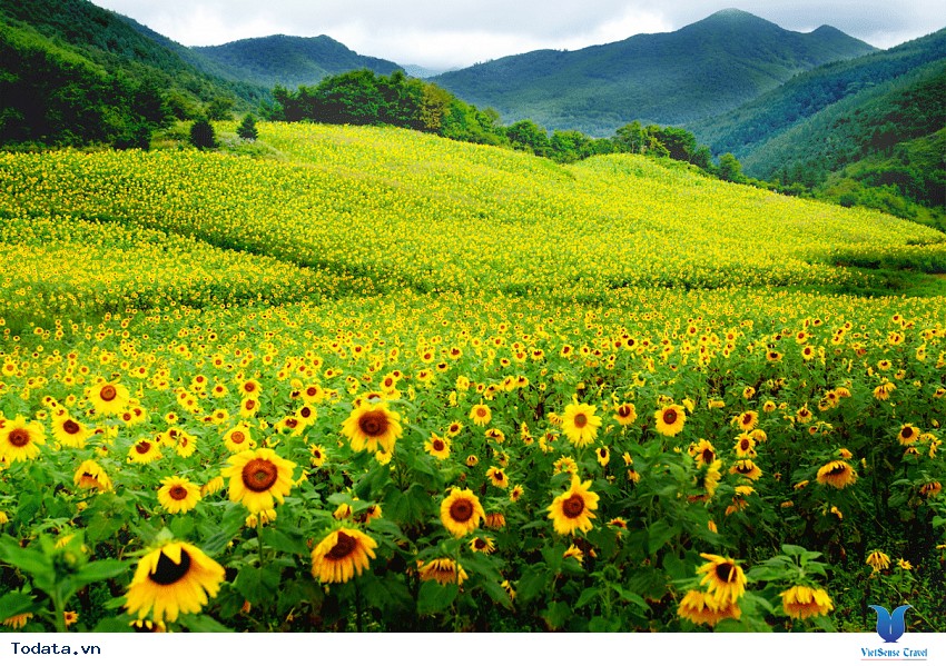 Lễ hội hoa hướng dương ở thành phố Taebaek Hình ảnh 5