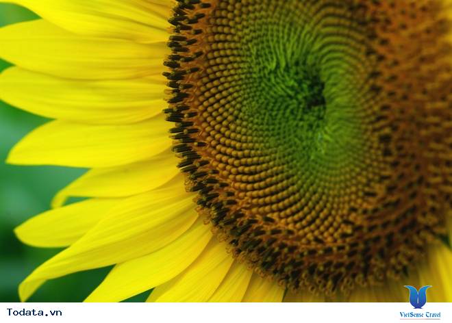 Lễ hội hoa hướng dương ở thành phố Taebaek Hình ảnh 3