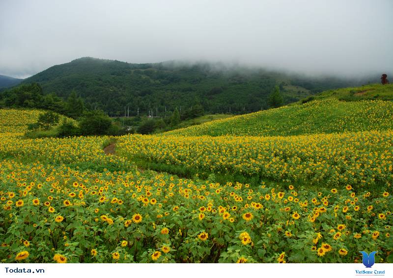 Lễ hội hoa hướng dương ở thành phố Taebaek Hình ảnh 4