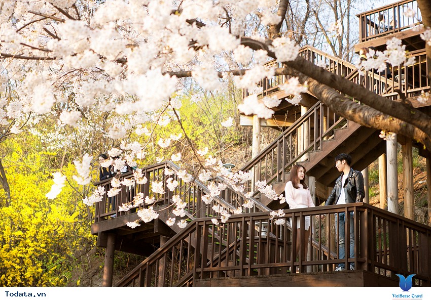 Lộng lẫy sắc hoa mùa anh đào ở Hàn Quốc Hình ảnh 22