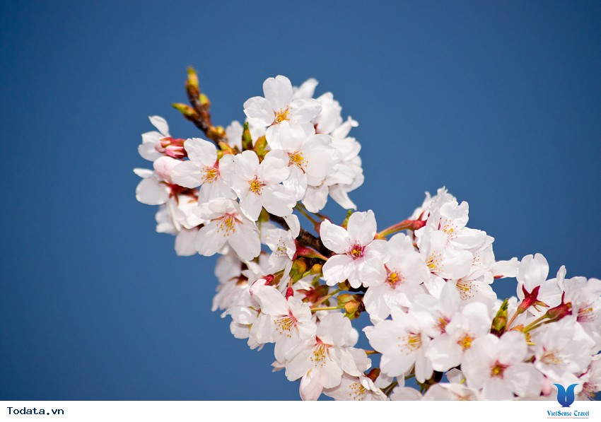 Lộng lẫy sắc hoa mùa anh đào ở Hàn Quốc Hình ảnh 39