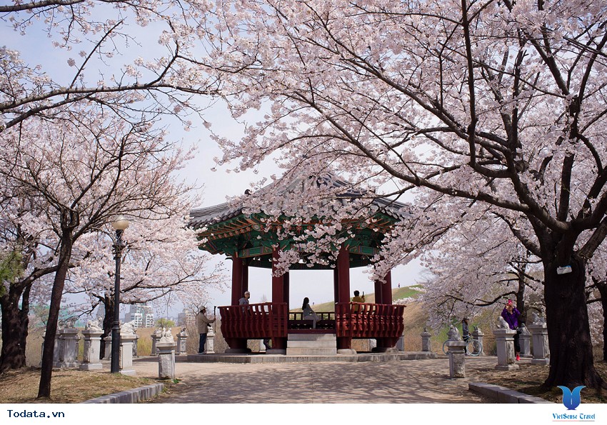 Lộng lẫy sắc hoa mùa anh đào ở Hàn Quốc Hình ảnh 11