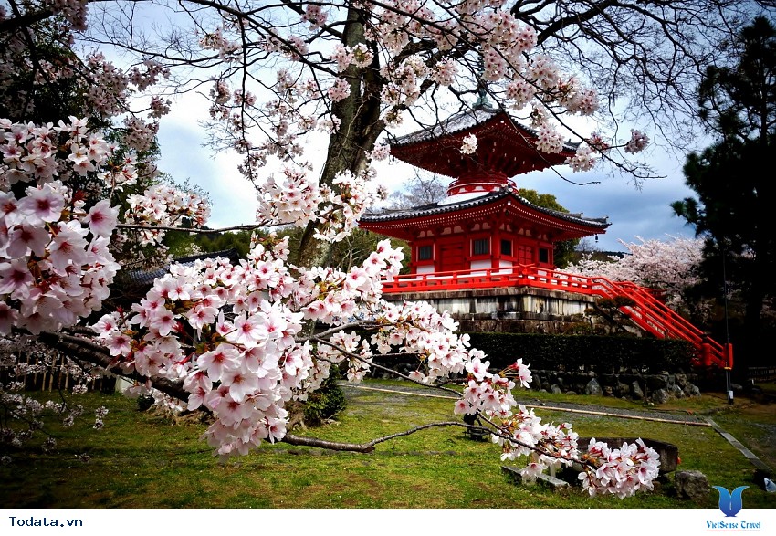 Lộng lẫy sắc hoa mùa anh đào ở Hàn Quốc Hình ảnh 12