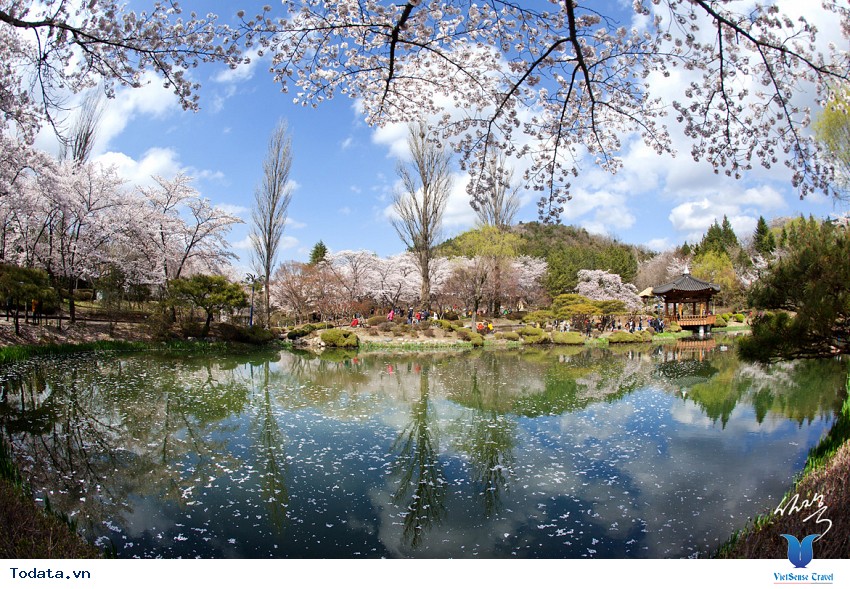 Lộng lẫy sắc hoa mùa anh đào ở Hàn Quốc Hình ảnh 37