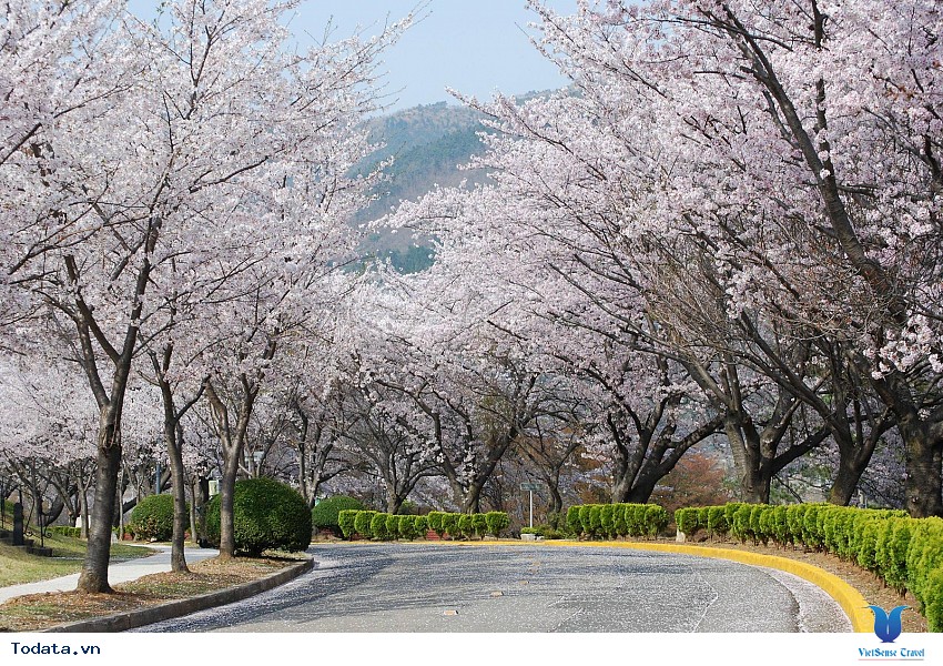 Lộng lẫy sắc hoa mùa anh đào ở Hàn Quốc Hình ảnh 25