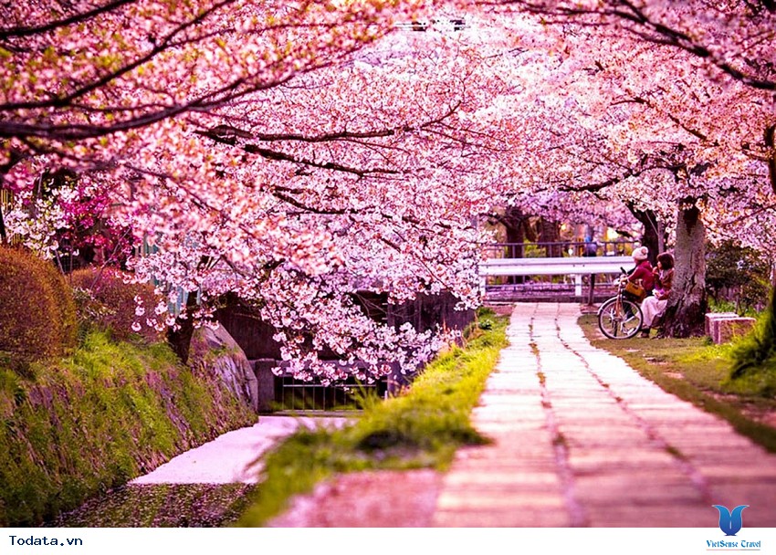 Nhãn hàng sắc hoa anh đào Hàn Quốc đã được khẳng định là một trong những loại hoa được yêu thích nhất trên thế giới. Hình ảnh này sẽ đưa bạn đến với một thế giới hoa đầy mơ mộng, ngọt ngào và đầy nét truyền thống Hàn Quốc.