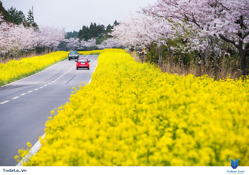 Lộng lẫy sắc hoa mùa anh đào ở Hàn Quốc Hình ảnh 26