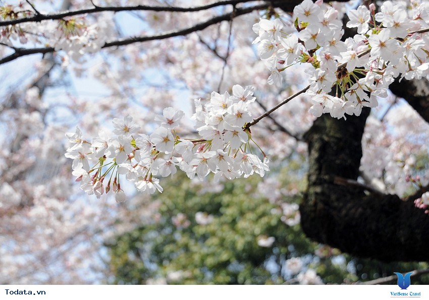 Lộng lẫy sắc hoa mùa anh đào ở Hàn Quốc Hình ảnh 10