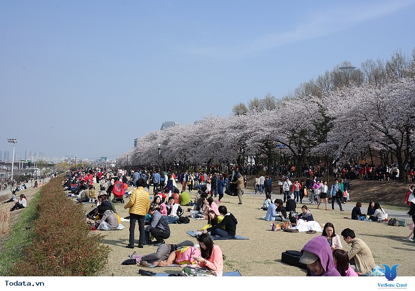 Lộng lẫy sắc hoa mùa anh đào ở Hàn Quốc Hình ảnh 43