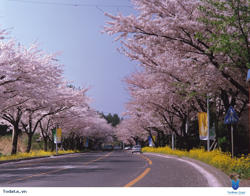 Lộng lẫy sắc hoa mùa anh đào ở Hàn Quốc Hình ảnh 29