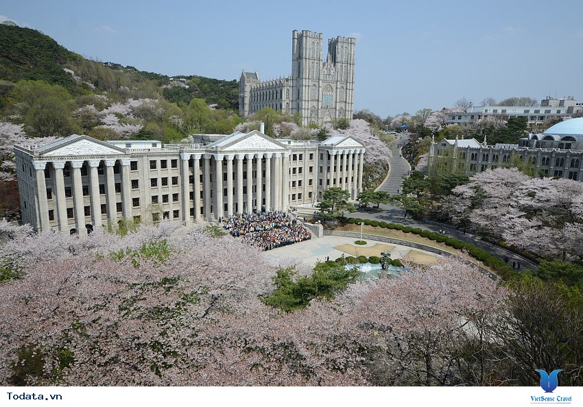 Lộng lẫy sắc hoa mùa anh đào ở Hàn Quốc Hình ảnh 28