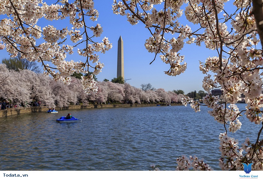 Lộng lẫy sắc hoa mùa anh đào ở Hàn Quốc Hình ảnh 18