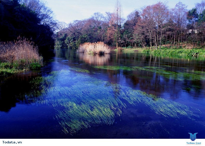 Lộng Lẫy Sắc Màu Mâu Ni Câu Hình ảnh 5